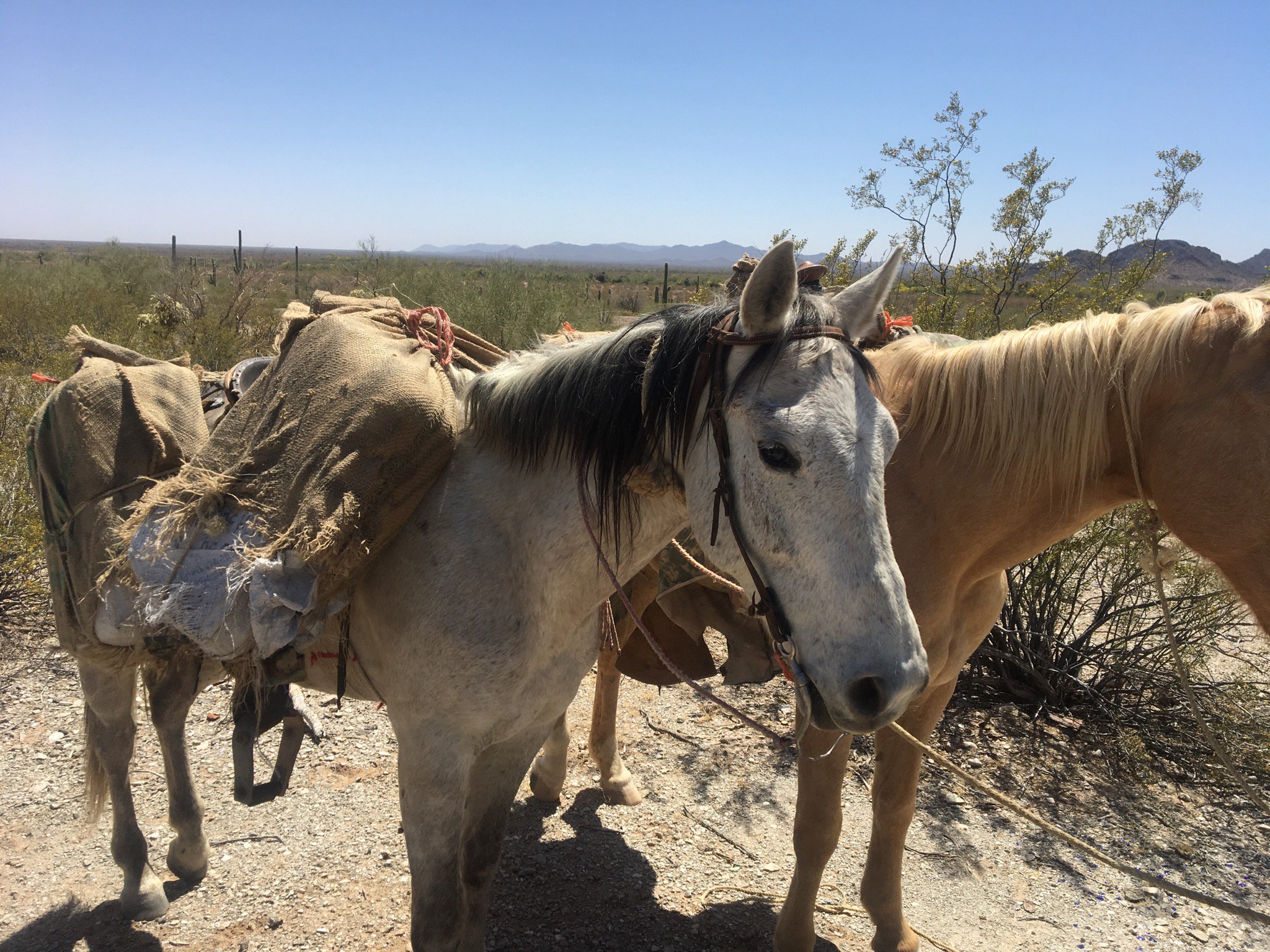 horses_hauling_dope.jpg